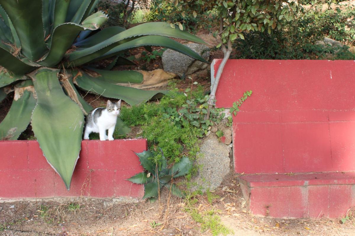 Villa Maresme & Villa Rosa Mataró Dış mekan fotoğraf